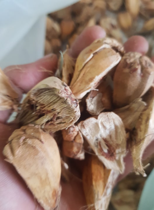 Quả dứa rừng - Quả dứa dại 500g