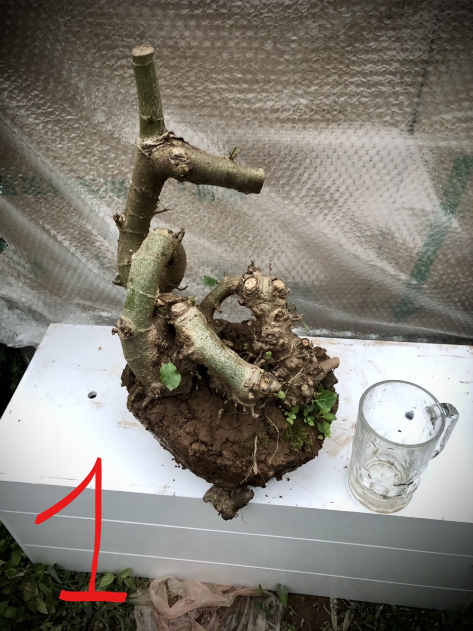 Cây sung bonsai phôi ảnh thật đánh số 1-21