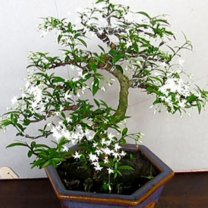 [HCM]Mai Chiếu Thủy dạng phôi