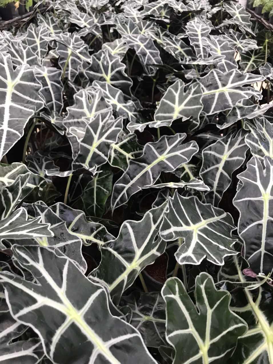 Môn quan âm Alocasia Amazonica (size lá hiện tại từ 20cm trở lên).