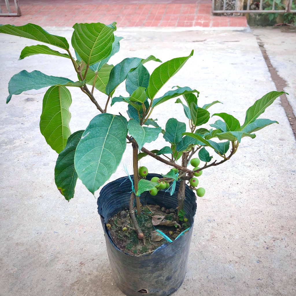 Cây sung nếp siêu quả giống mới cao 50 cm
