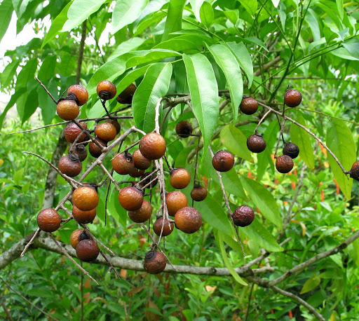 Bồ hòn chuẩn giống - Gửi cây như hình