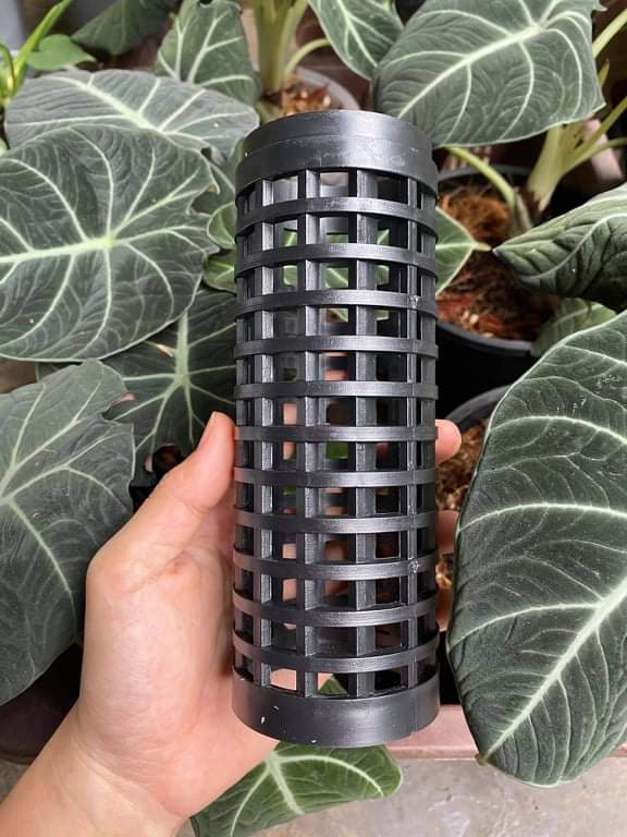 [HCM]Cột cho cây trầu bà leo