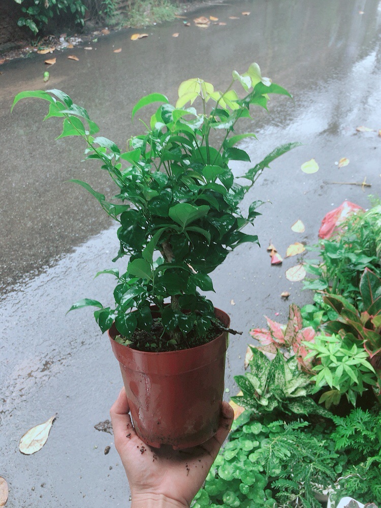 [HCM]Cây Hạnh Phúc