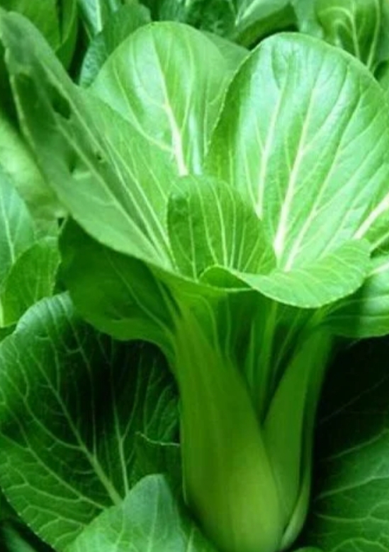 HẠT GIỐNG CẢI THÌA CAO SẢN gói 20gram
