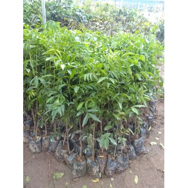 [ Xả - Cắt Lỗ ] Cây giống Mắc Mật
