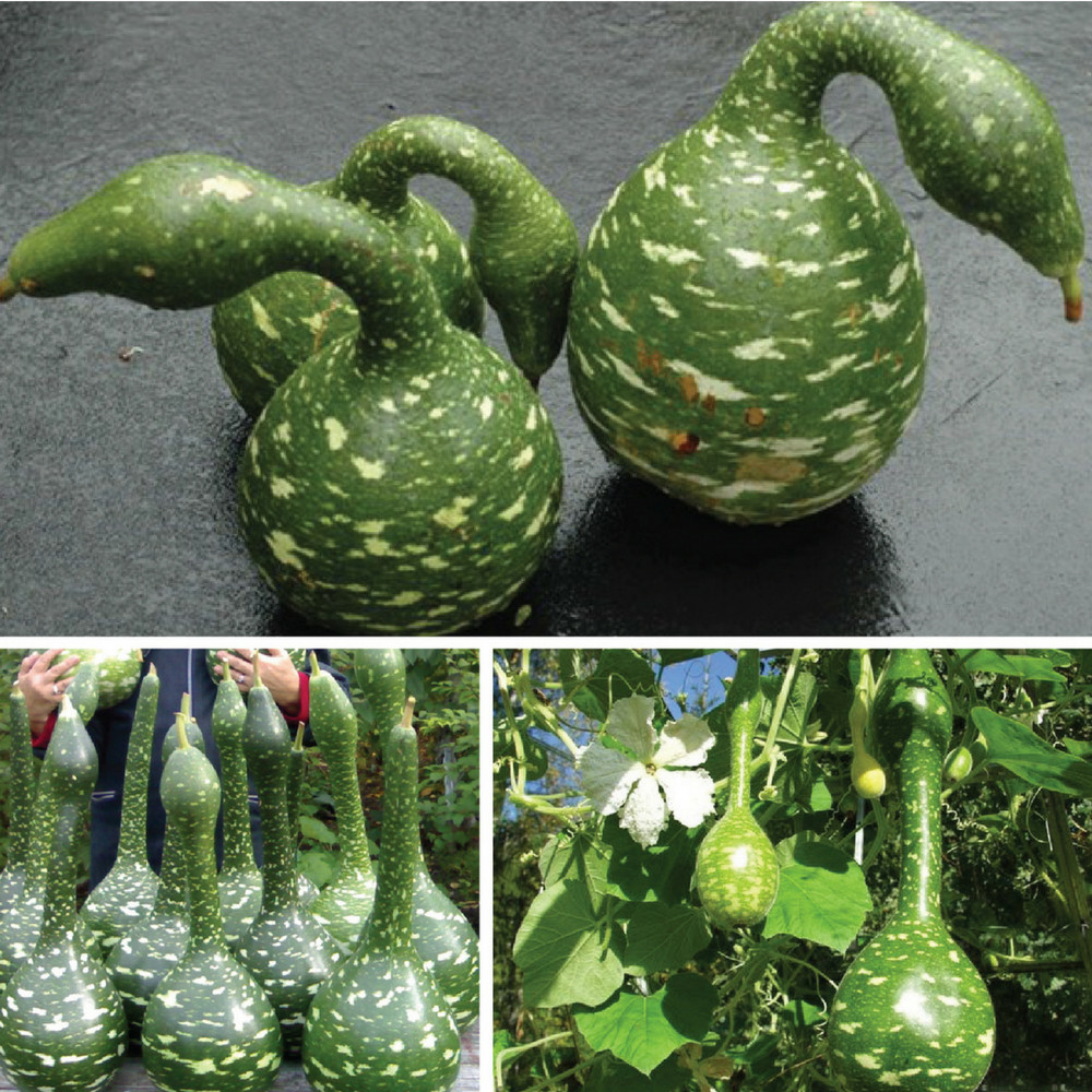 Hạt giống bầu thiên nga - gói  gói 5 hạt