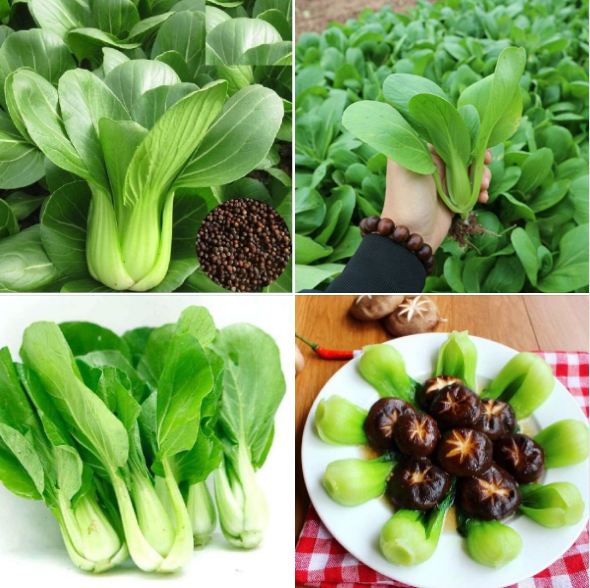 Hạt giống rau cải chíp xanh - 1 gói 20gr