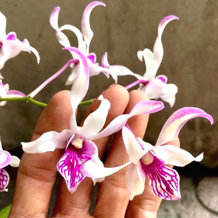 Hoa lan denro urawan nắng thơm