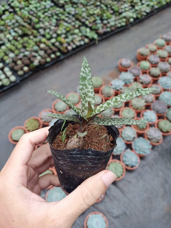 Sen đá hồ lô