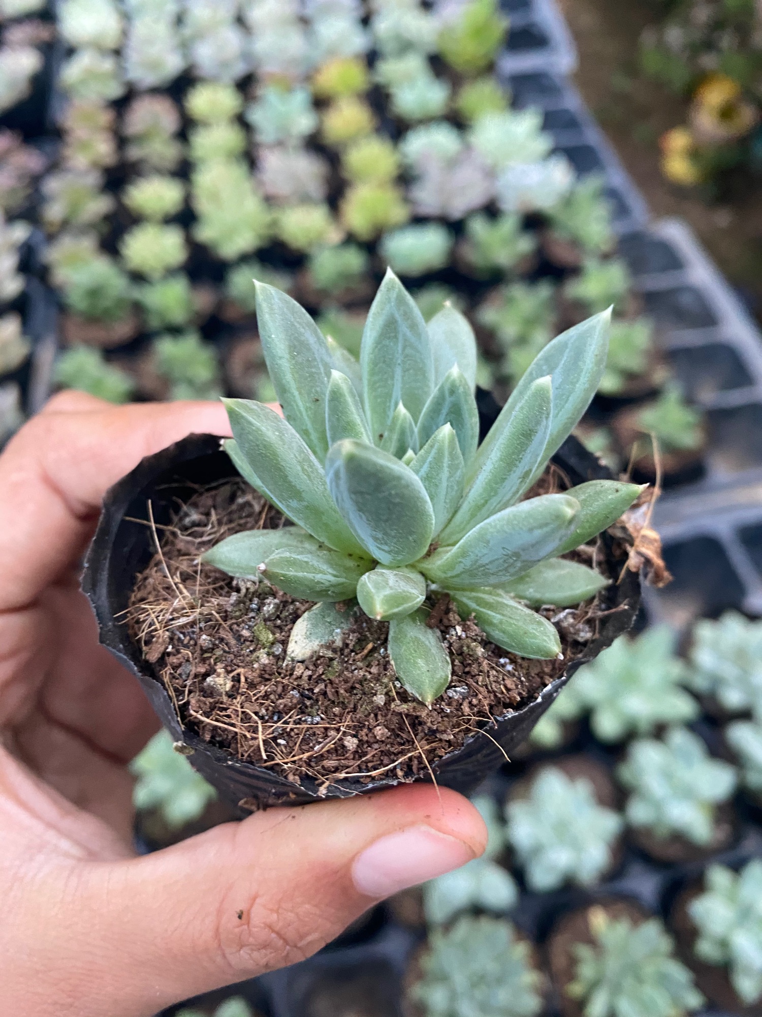 SEN ĐÁ PHẬT BÀ 4-6CM