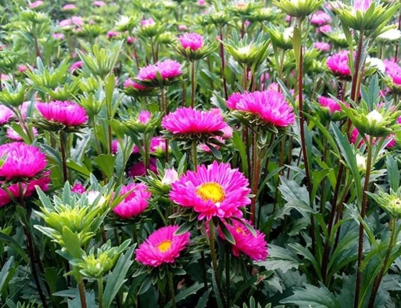 HẠT GIỐNG HOA CÚC ĐÀ LẠT - CÚC MAZIC 200 HẠT