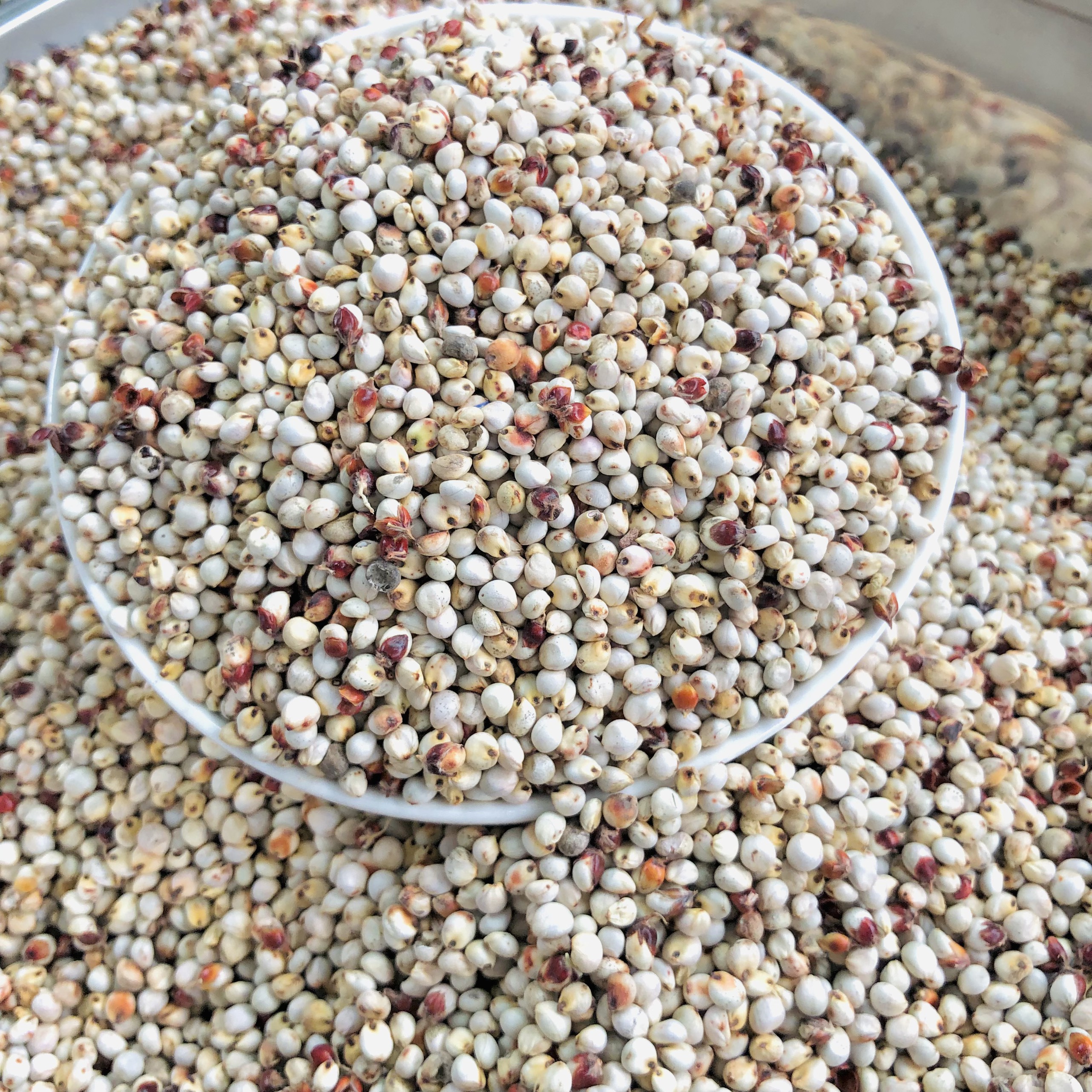 1Kg hạt Bobo trắng , Ý Dĩ ( thức ăn yêu thích của gà đá, chim cảnh )