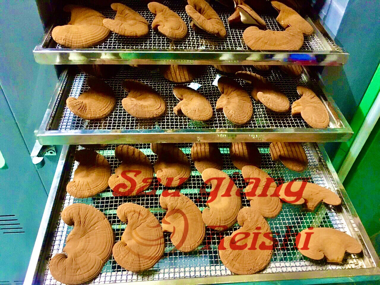 Trà Linh Chi SAU GIANG REISHI (KLT 70g, chế biến từ nấm linh chi còn nguyên bàu tử)