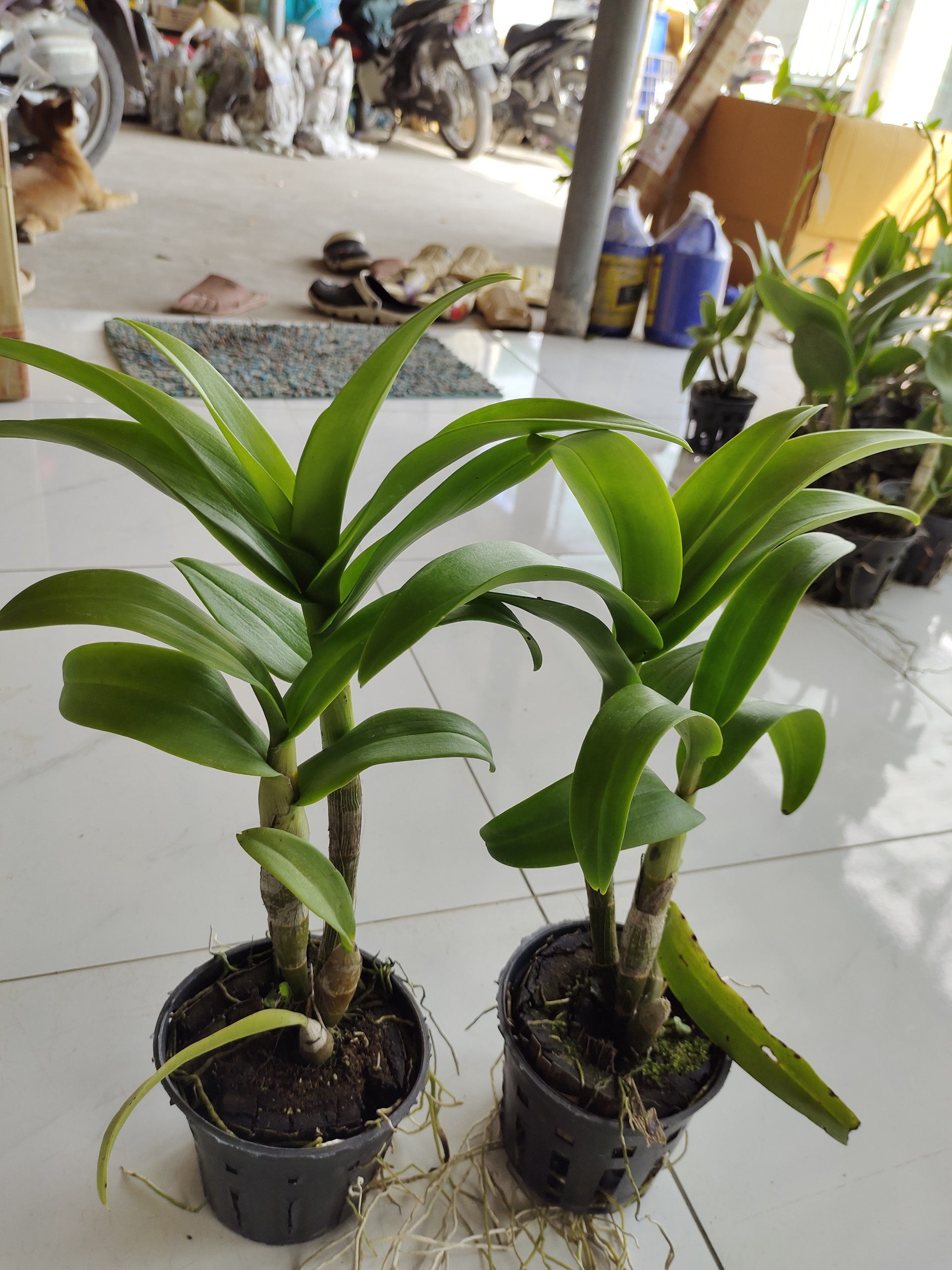 Den lai Hồ Điệp hoa màu tím