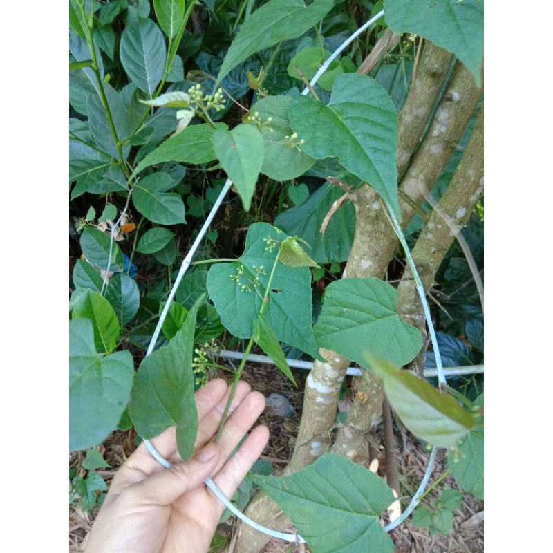 Dây cây chìa vôi tươi sạch- 1kg