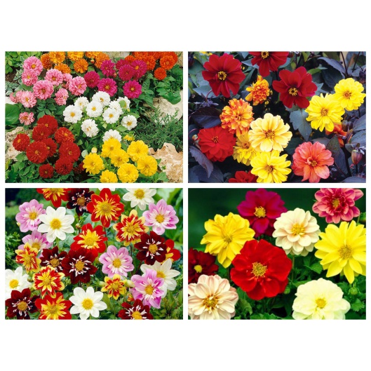 Hạt giống hoa thược dược lùn đơn( tặng kèm phân bón và kích mầm)