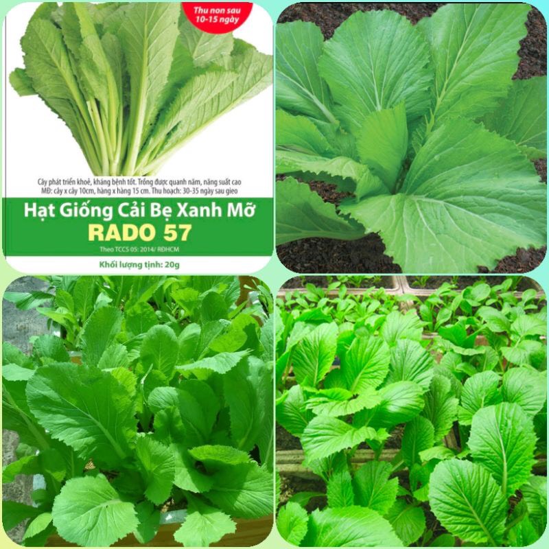 Hạt giống cải bẹ xanh