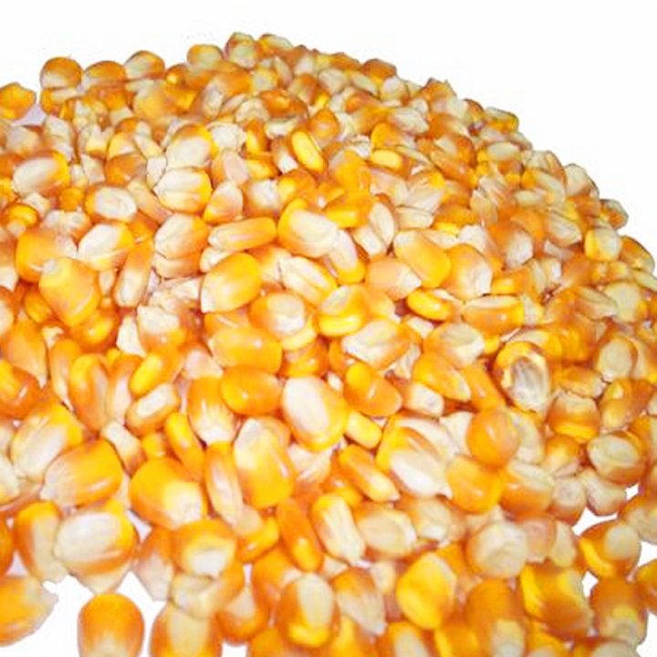 1kG NGÔ MỸ NỔ BẮP RANG BƠ ( HẠT CHƯA CHẾ BIẾN)