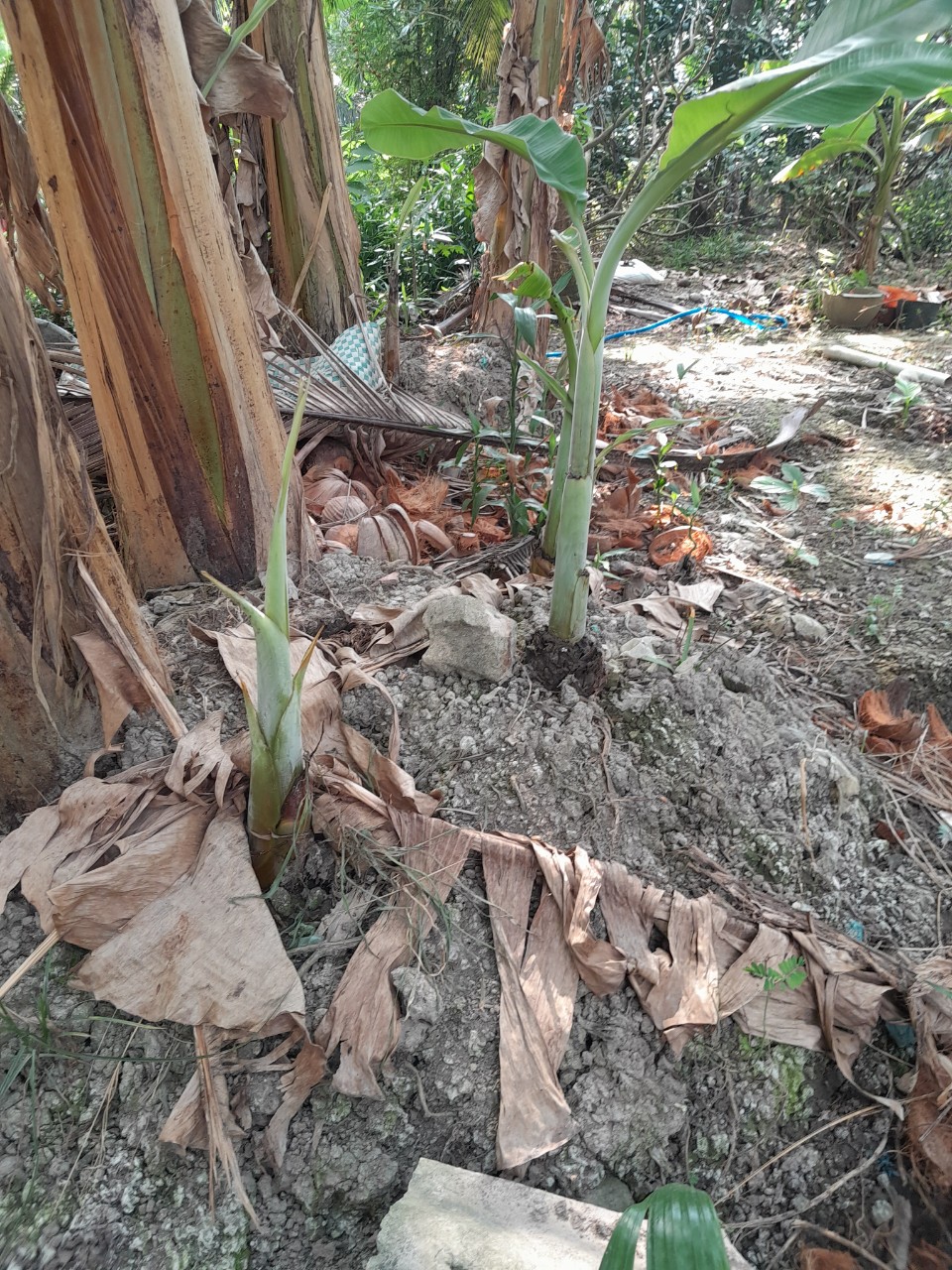 Chuối Xiêm đen (chuối sứ, chuối móc) cây giống