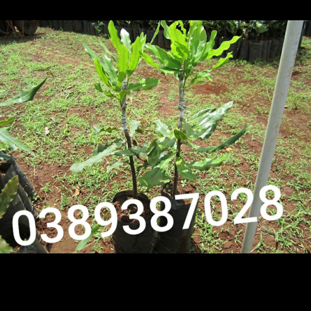 cây mắc ca ghép,1cay