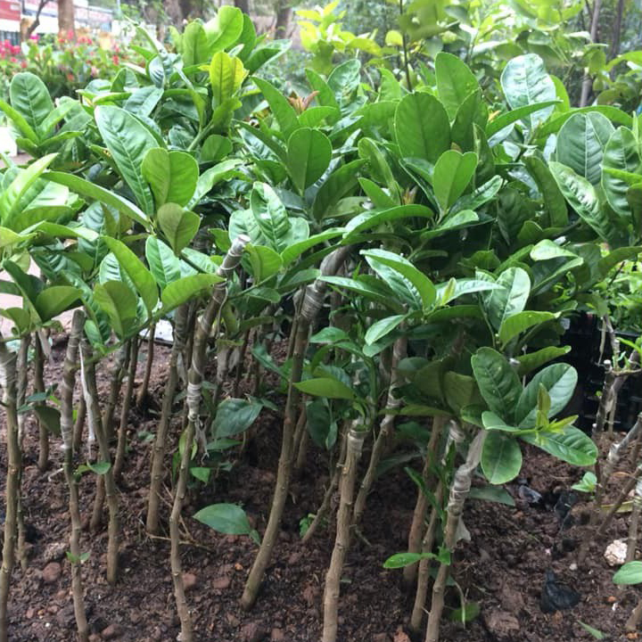 Cây Phật thủ cây con chuẩn giống F1 (tỉ lệ sống 100%)