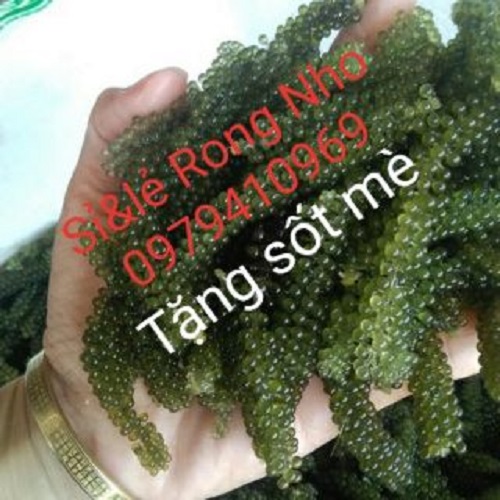 Rong biển (Nho biển) Nha Trang 100gr