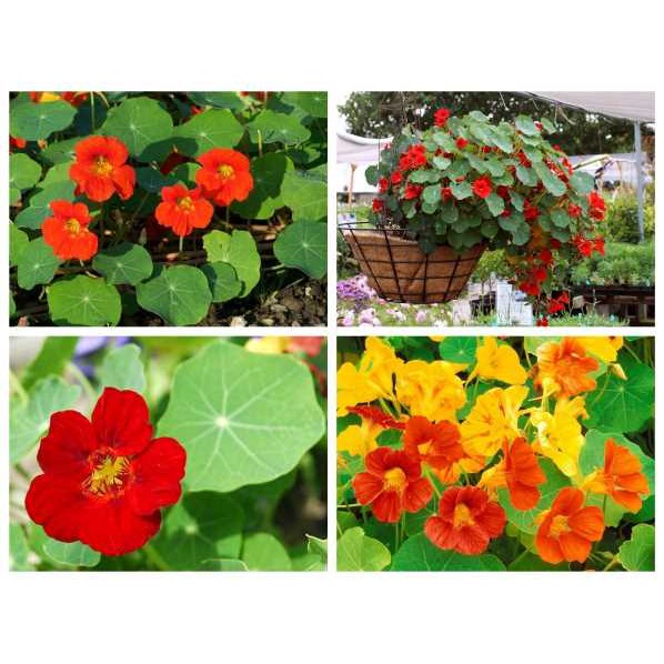 Hạt giống Hoa Sen cạn nhiều màu dễ trồng