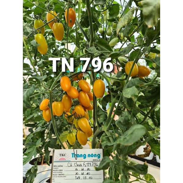 HẠT GIỐNG CÀ CHUA TRÁI CÂY NOVA