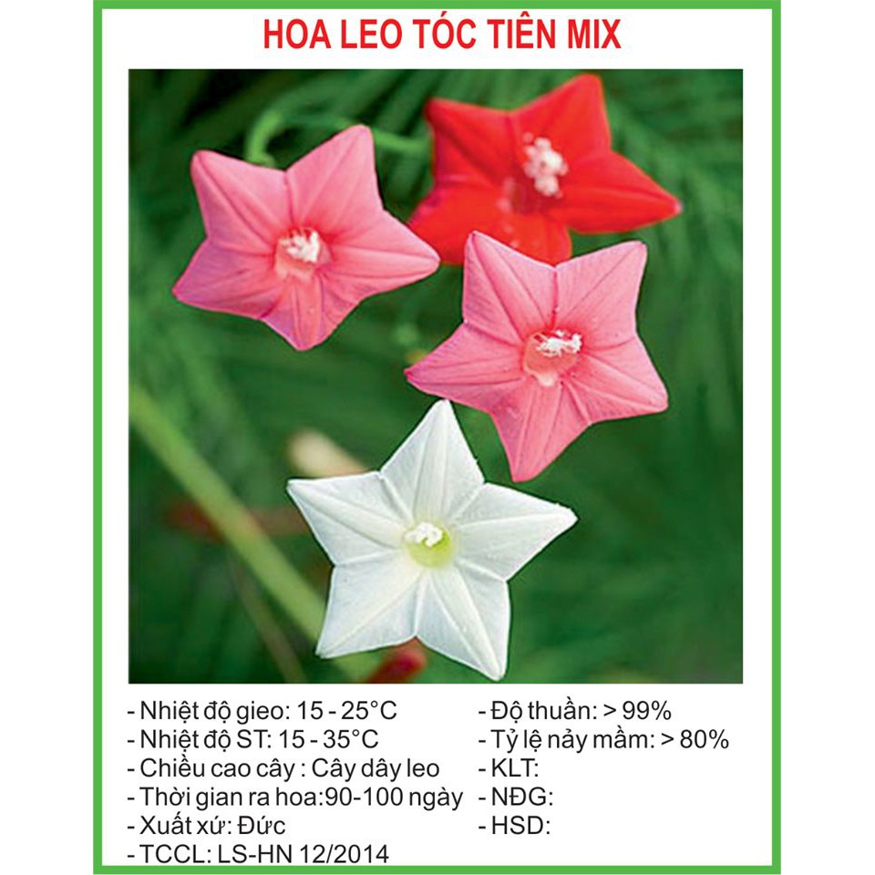 Hạt giống hoa tóc tiên nhiều màu mix - 1 gói 10 hạt