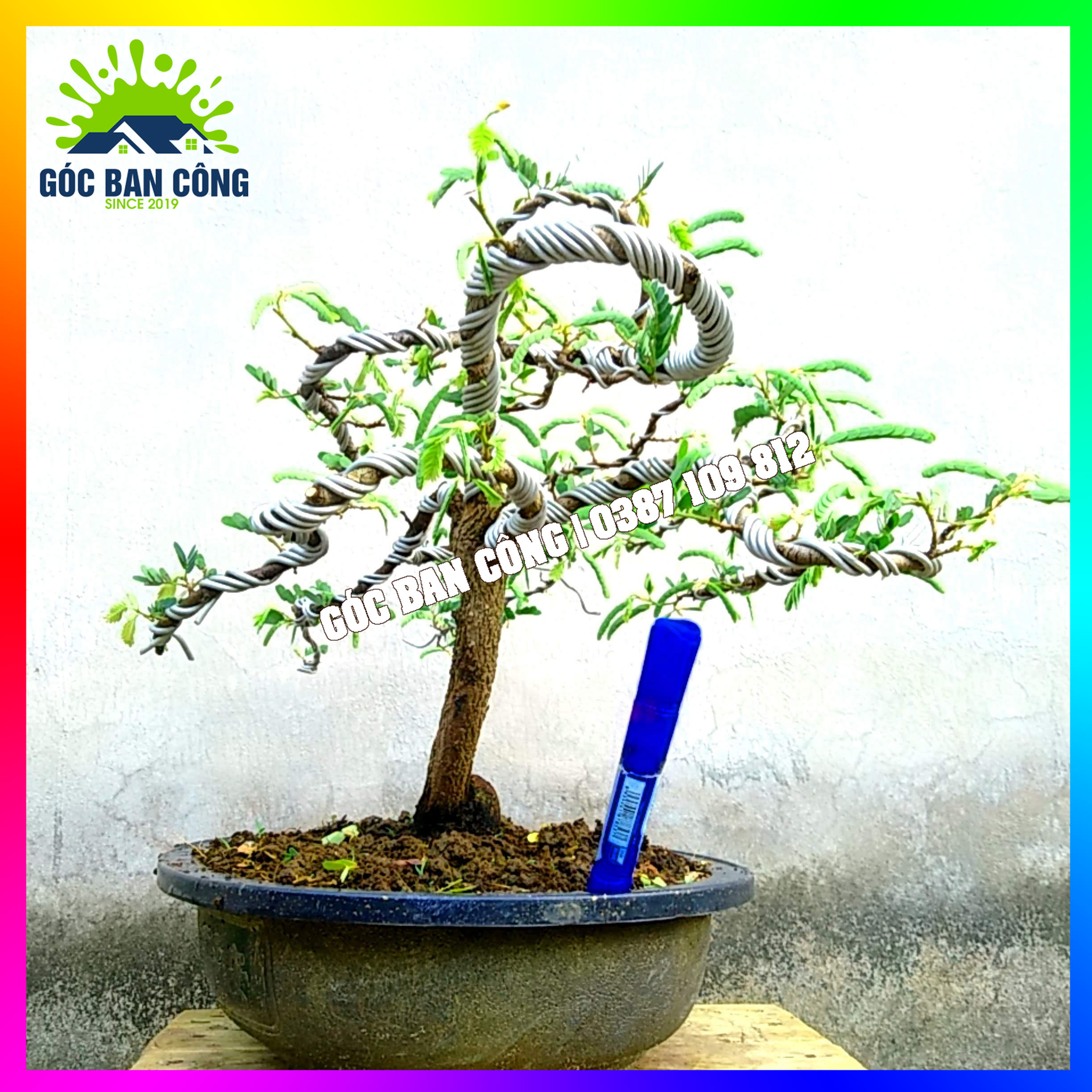 Cây Me Bonsai Mini Dáng Bạt Phong Gió Lùa