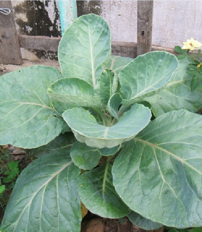 Hạt giống rau cải làn (cải rổ) - 10gr.gói