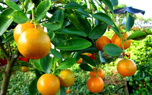 Tắc Xí Muội Thanh Bình Hũ 900g.