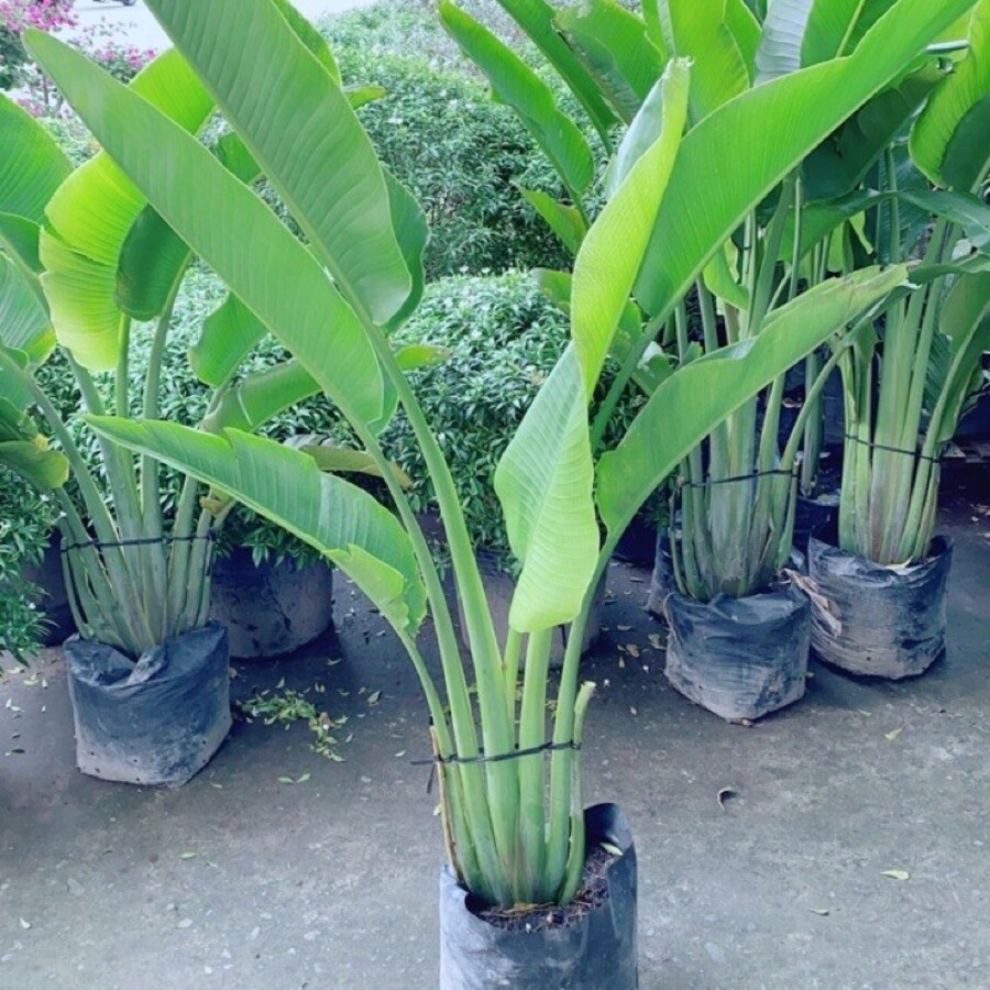 Hoa Giấy Cẩm Thạch Hoa Đỏ Đẹp