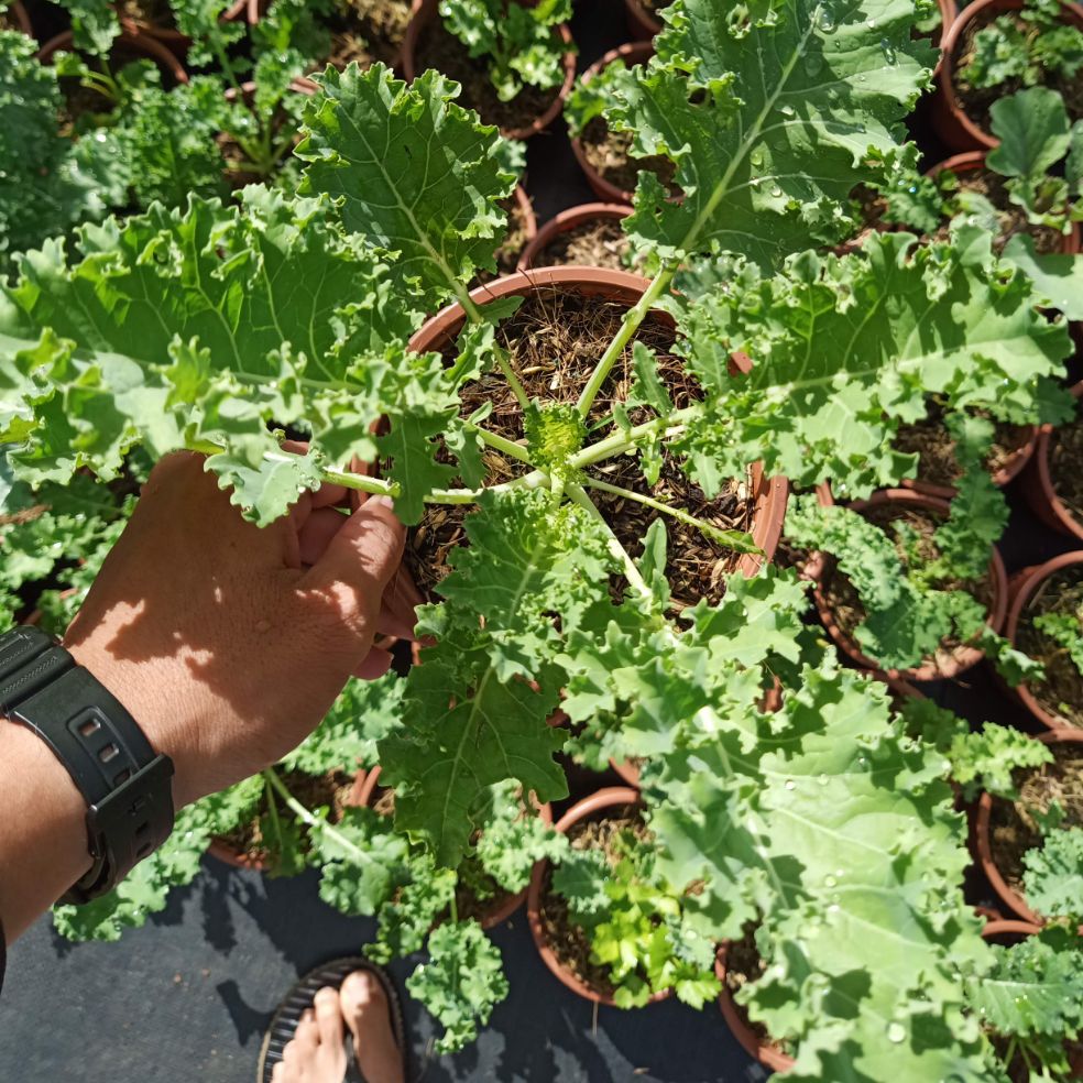 Cây cải Kale xanh