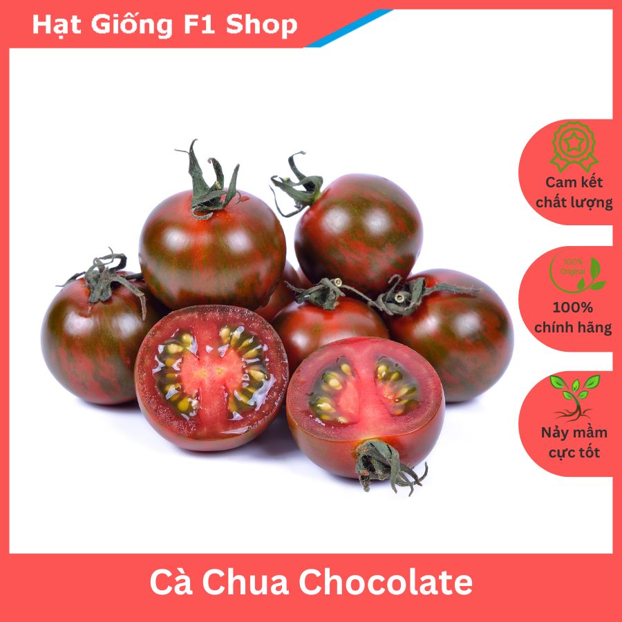 Hạt giống cà chua chocolate - 5h