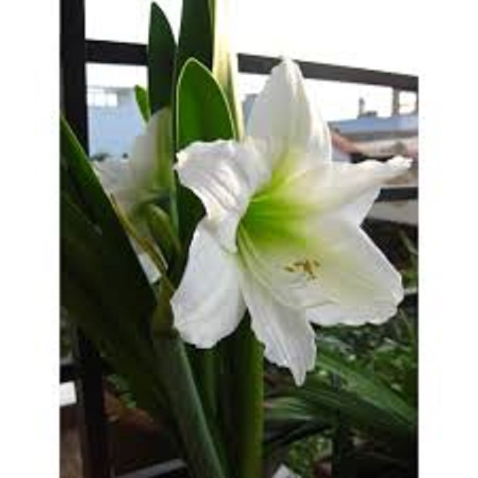 CỦ LAN GIỐNG HOA HUỆ TÂY MÀU TRẮNG TUYẾT THANH