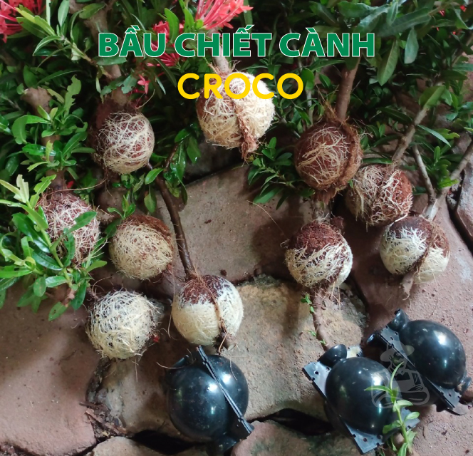 [HCM]Combo 3 Bầu chiết cành Croco - Size S (5cm), Màu Đen
