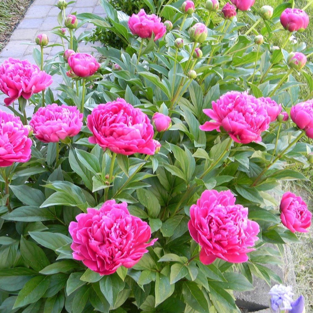 [HCM]Hạt Giống Hoa Mẫu Đơn Mix - Peony Seeds Mix