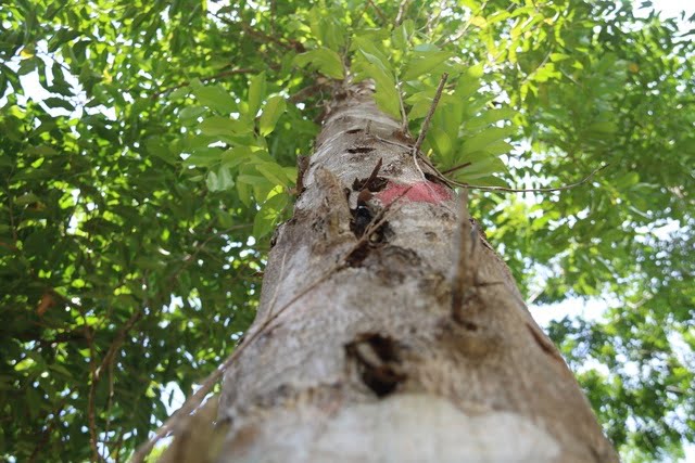 Cây Trầm Hương (dó bầu) (cây giống đối chứng )