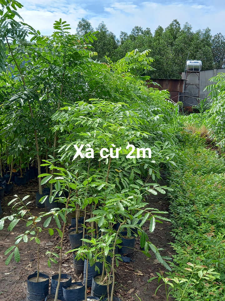 Hạt giống xà cừ