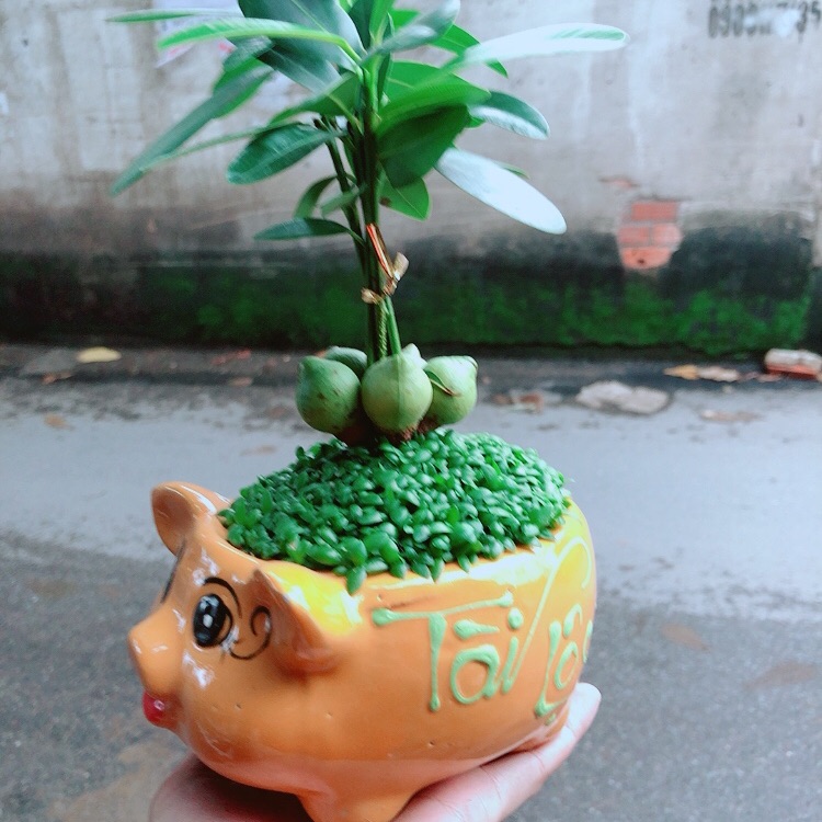 Chậu May Mắn Tài Lộc