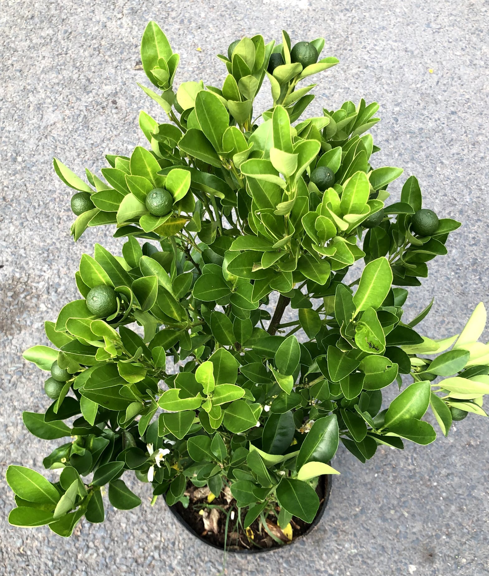 Cây Tắc chua đang có trái cao 90 - 100 cm