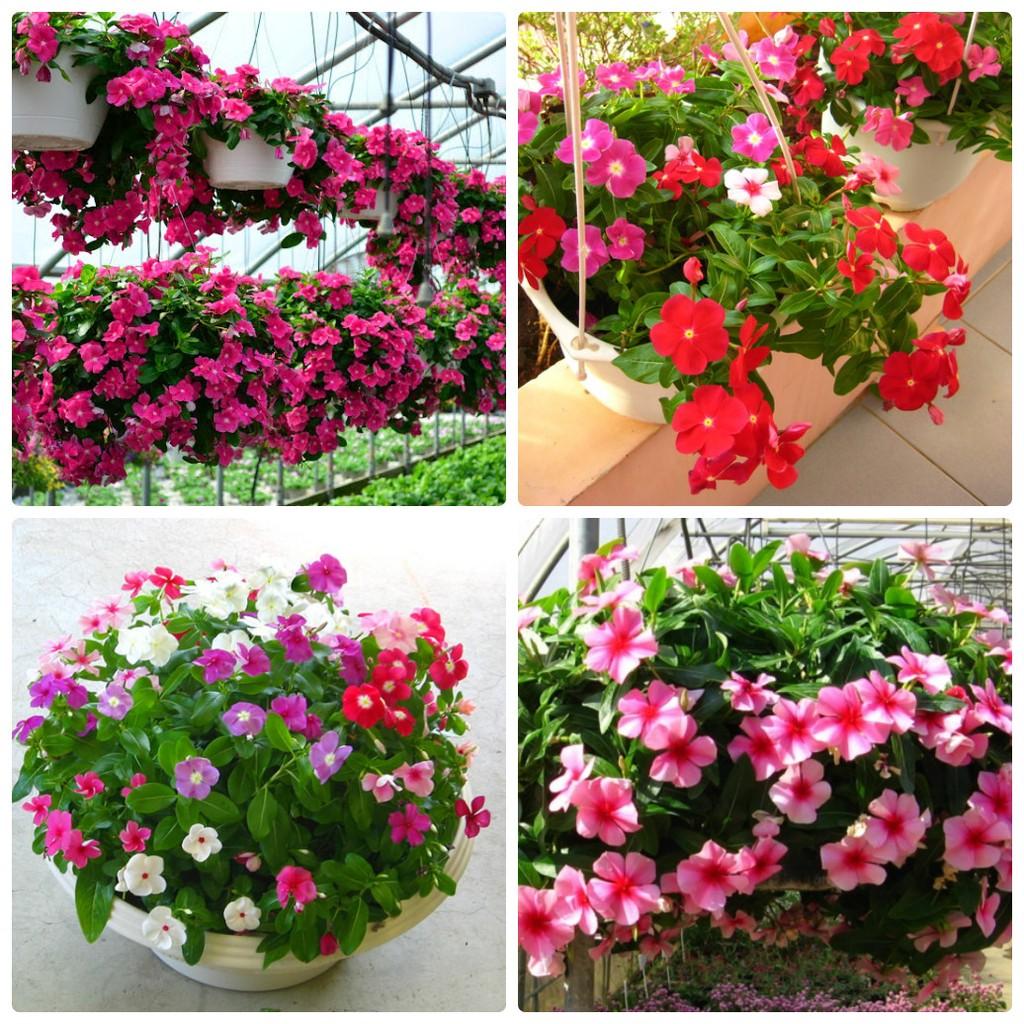 100 hạt giống dừa cạn rủ