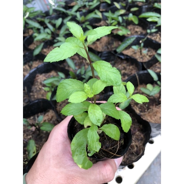 Cây Bạc Hà Peppermint - Bạc Hà Cay