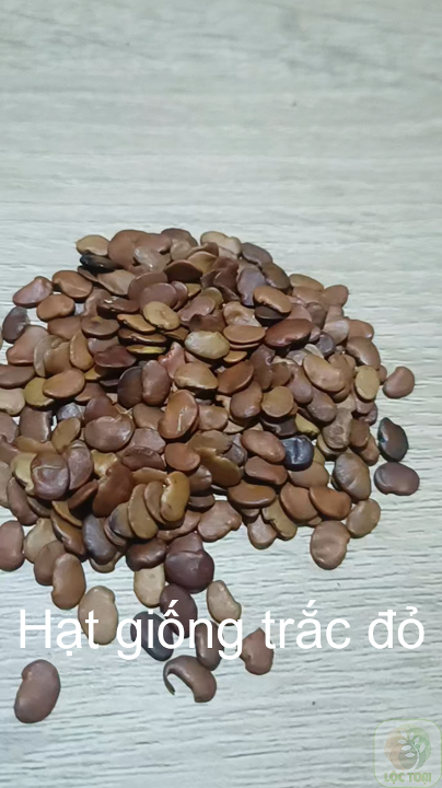 50gram hạt giống Trắc Đỏ (Cẩm lai nam bộ)