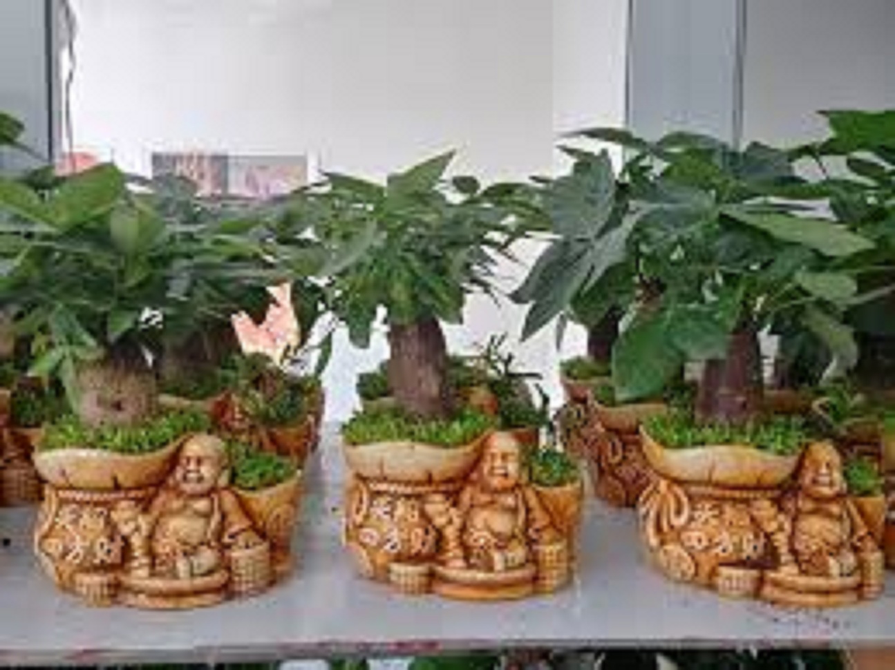 Cây kim ngân để bàn, không kèm chậu