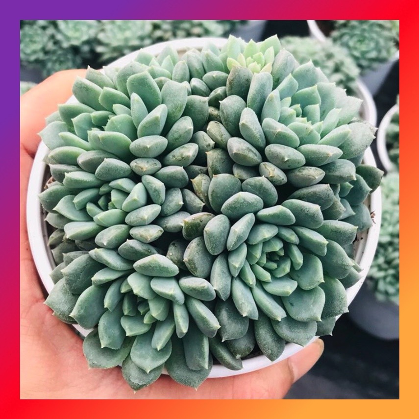 SEN ĐÁ NHÍM XANH SIZE TRUNG BÌNH LỖI 1 ĐỔI 1