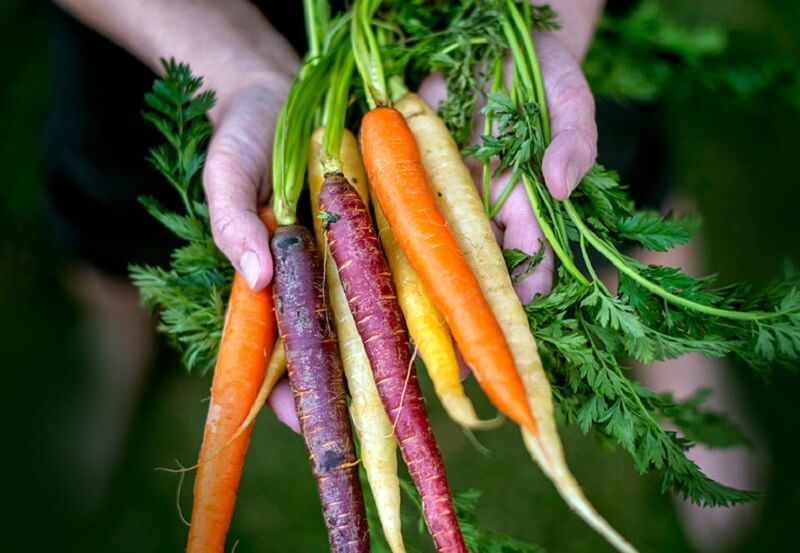 40h Hạt Giống Cà Rốt Mix Màu - TaNe Garden