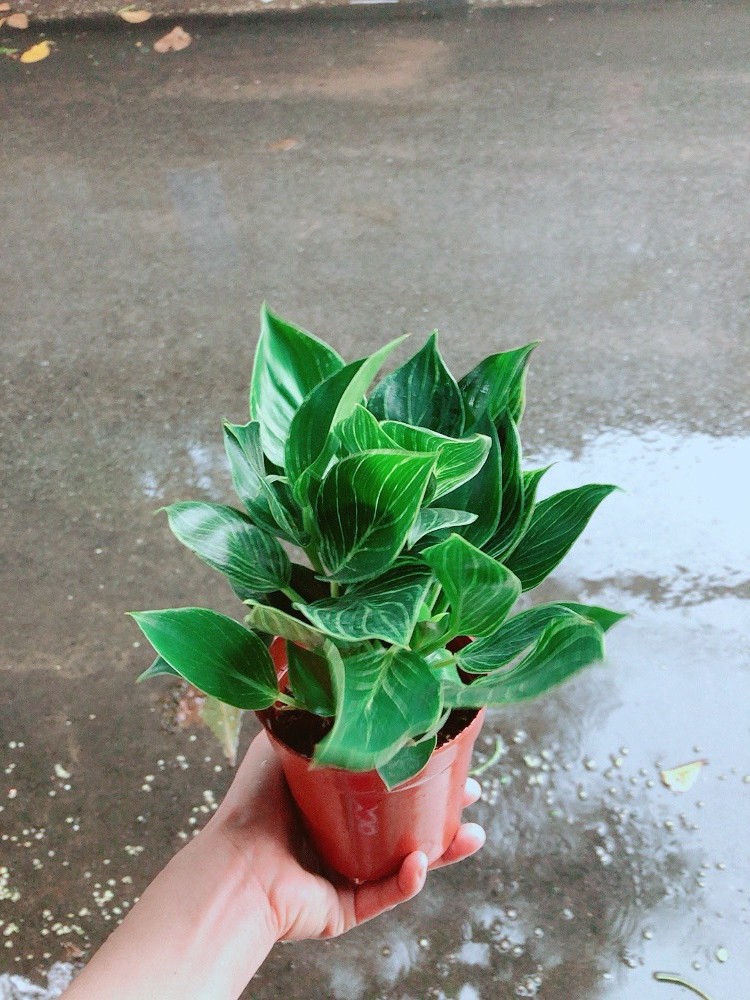 Cây Trầu Bà Đế Vương Sọc